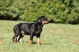 DOBERMANN 346